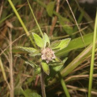 Blumea hieraciifolia var. flexuosa (C.B.Clarke) Randeria